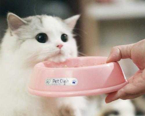 猫咪不吃猫粮怎么办只吃零食（猫宁愿饿着也不吃猫粮）