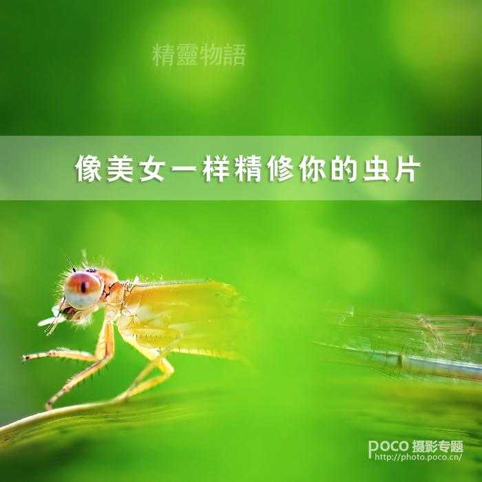 PS教程之像美女一样精修你的虫片(豆娘的后期处理教程)