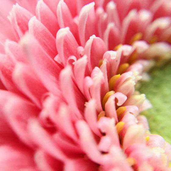 如何成为手机摄影达人?成为手机摄影达人的7个训练方法